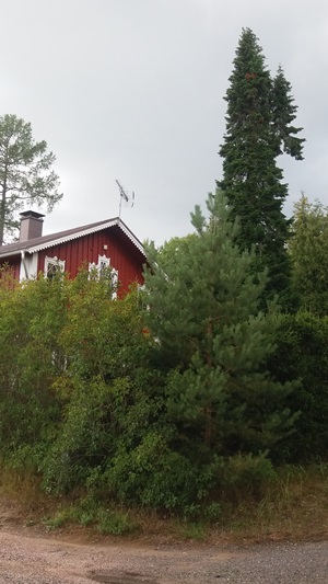Kukkasniemi