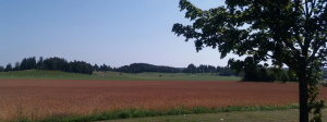 Viljapelto